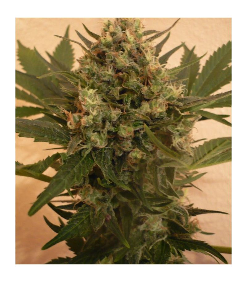 Chrystal Reg, Фасовка: 10, изображение 2