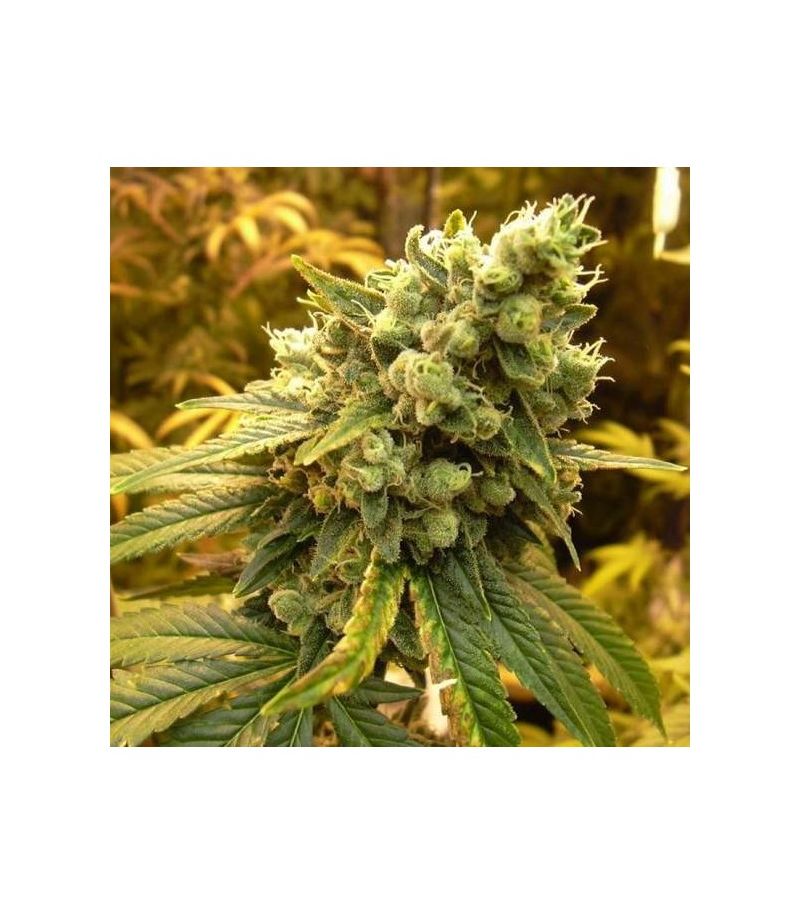 Sativas Sour Diesel Reg, Фасовка: 10