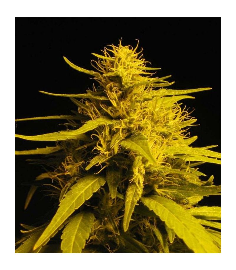 Haze 1 Reg, Фасовка: 10