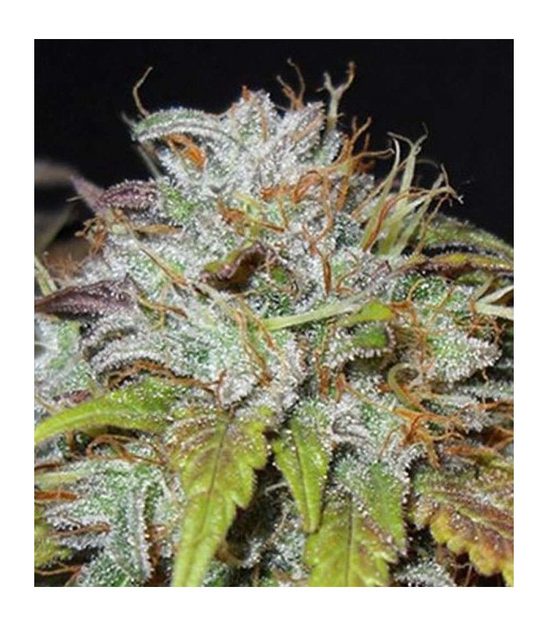 Swiss Cheese Reg, Фасовка: 10