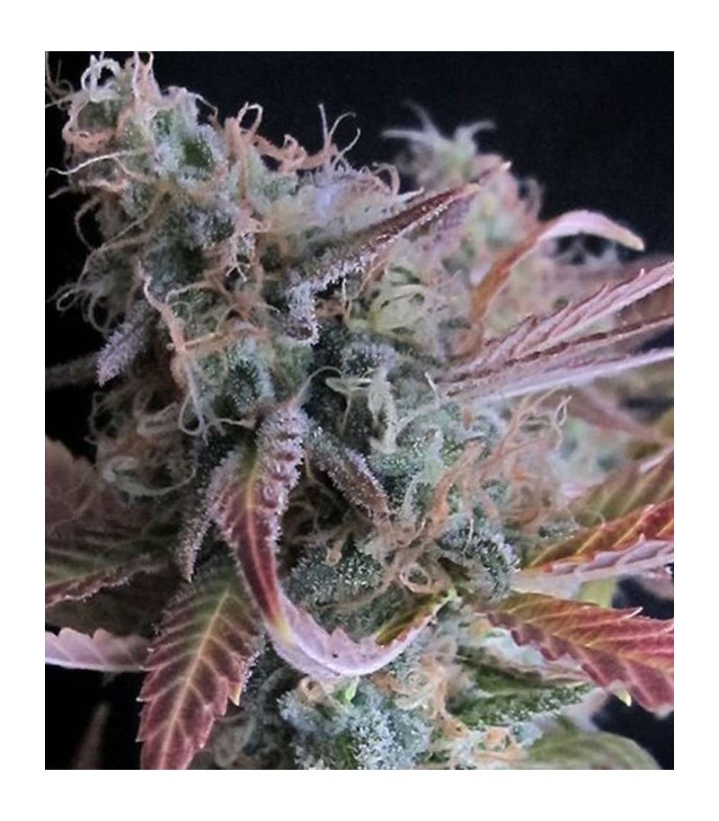 Raspberry Cough reg, Фасовка: 10, изображение 2