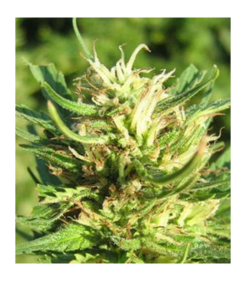 Super Skunk Reg, Фасовка: 10, изображение 2