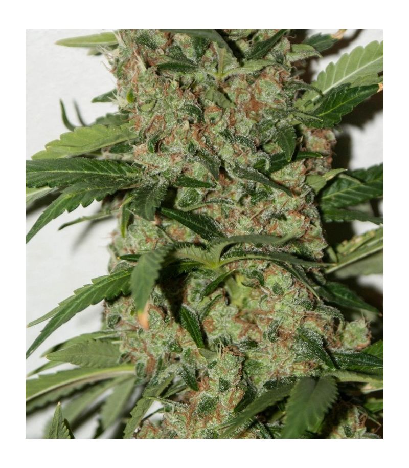 Papaya Reg, Фасовка: 10, изображение 2