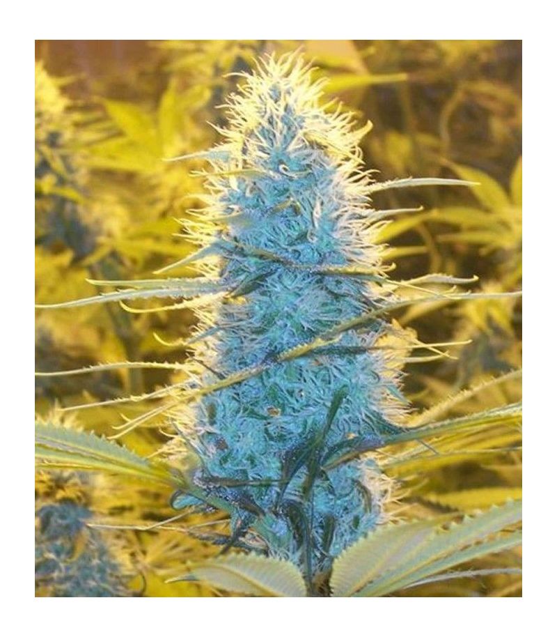 White Widow Reg, Фасовка: 10, изображение 2