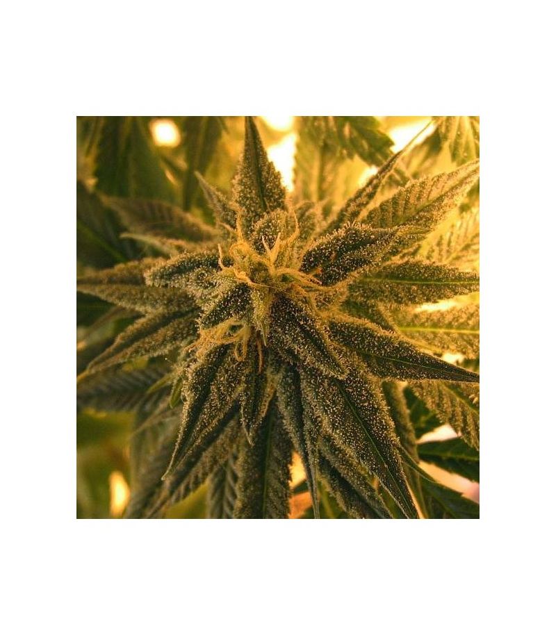 Mango Skunk Reg, Фасовка: 10, изображение 2