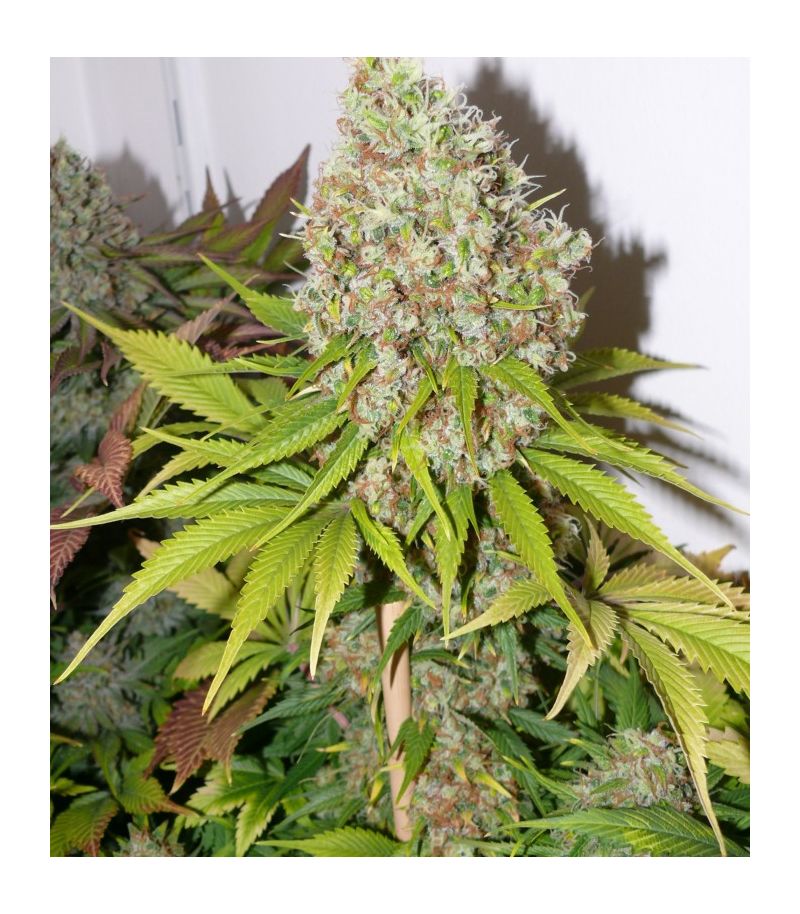 Ice Reg, Фасовка: 10, изображение 2