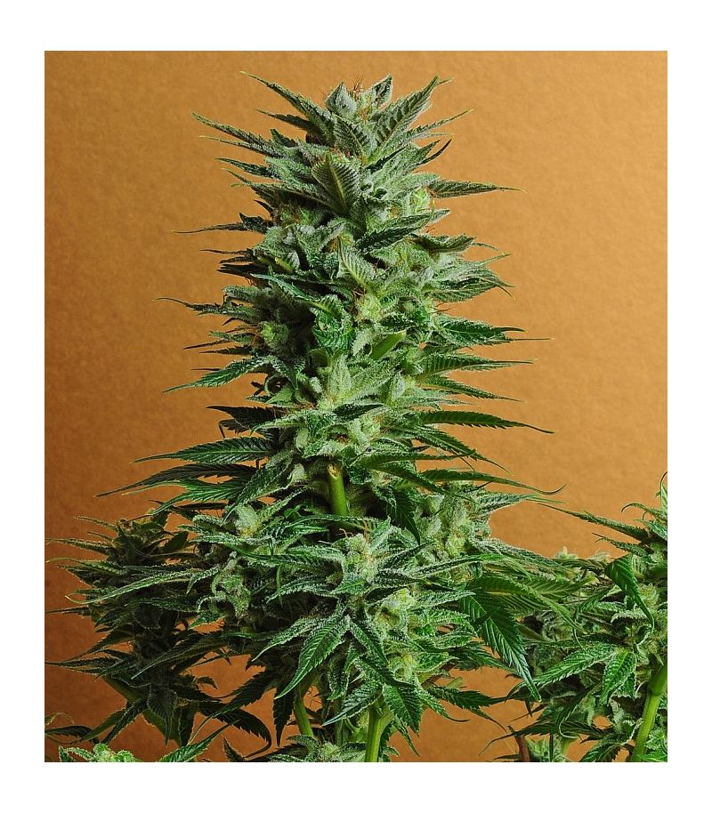 Snow White Reg, Фасовка: 10