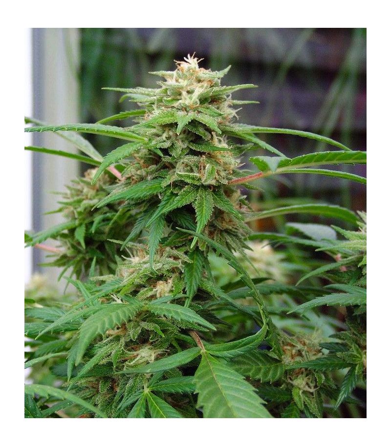 White Rhino Reg, Фасовка: 10