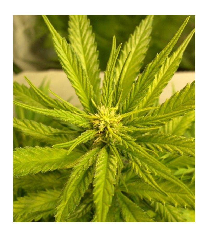 Hawaii Maui Waui Reg, Фасовка: 10