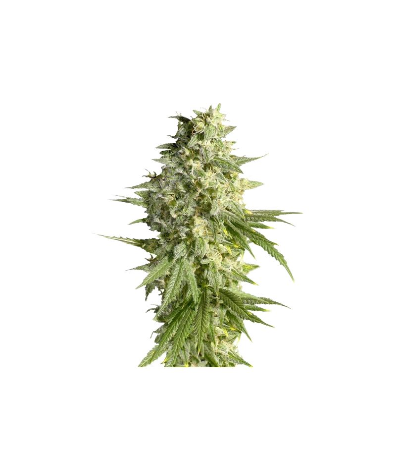 Double Dutch Reg, Фасовка: 11