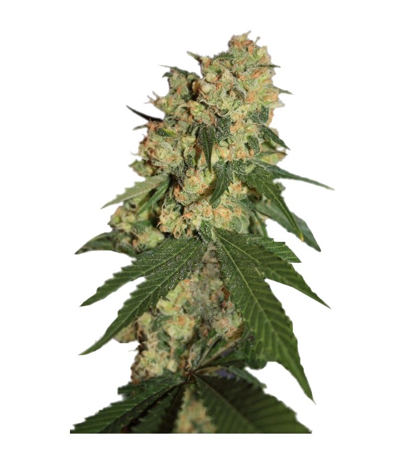 Warlock, Фасовка: 3