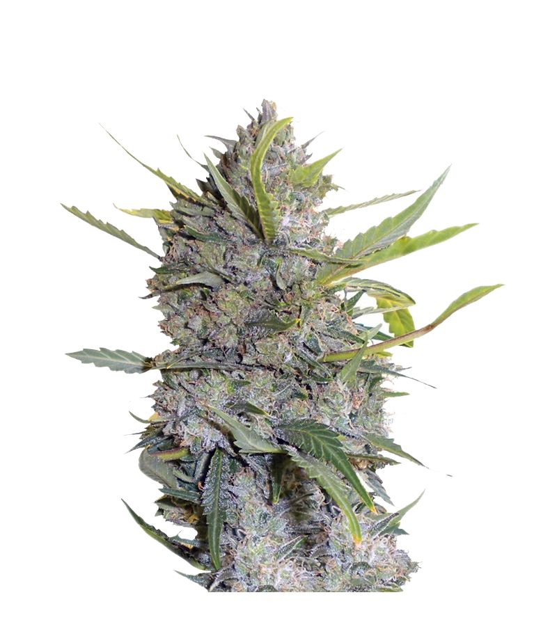 Serious Happiness, Фасовка: 3