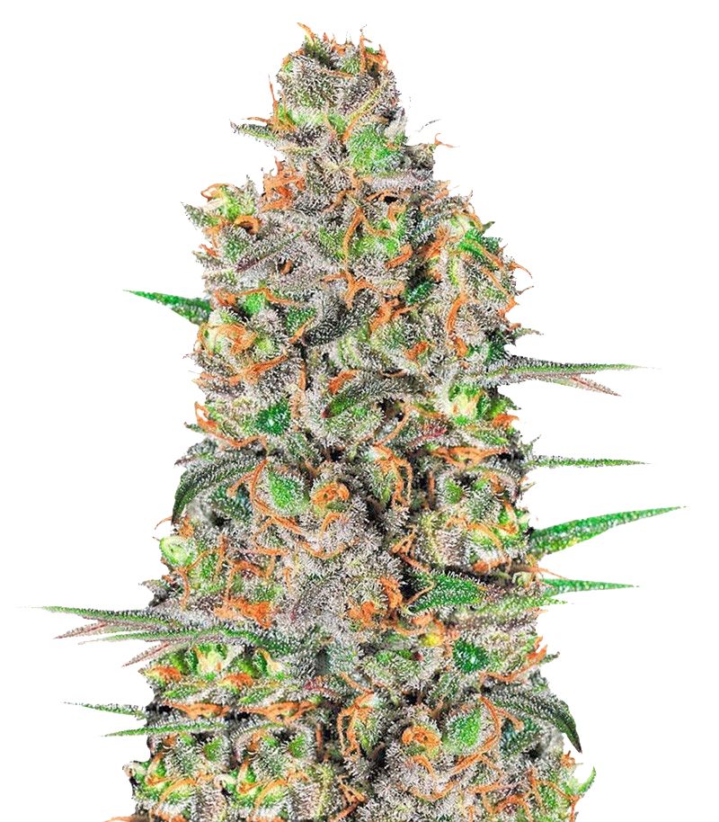 Green Love Potion, Фасовка: 3