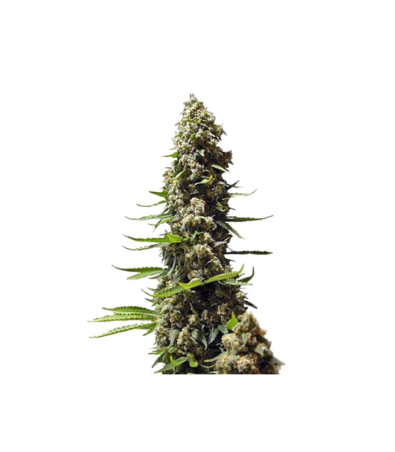 Serious 6, Фасовка: 6