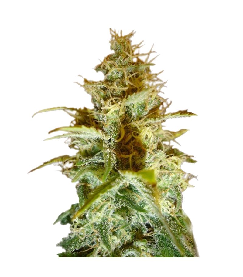 White Russian Reg, Фасовка: 11