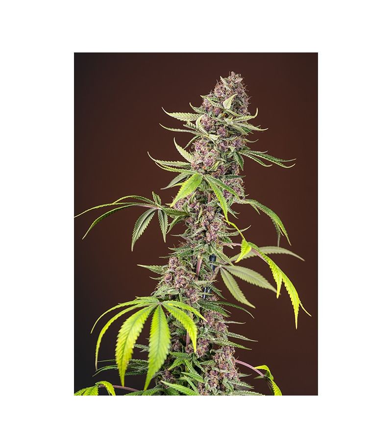 Red Mandarine F1 Fast, Фасовка: 3+1, изображение 2