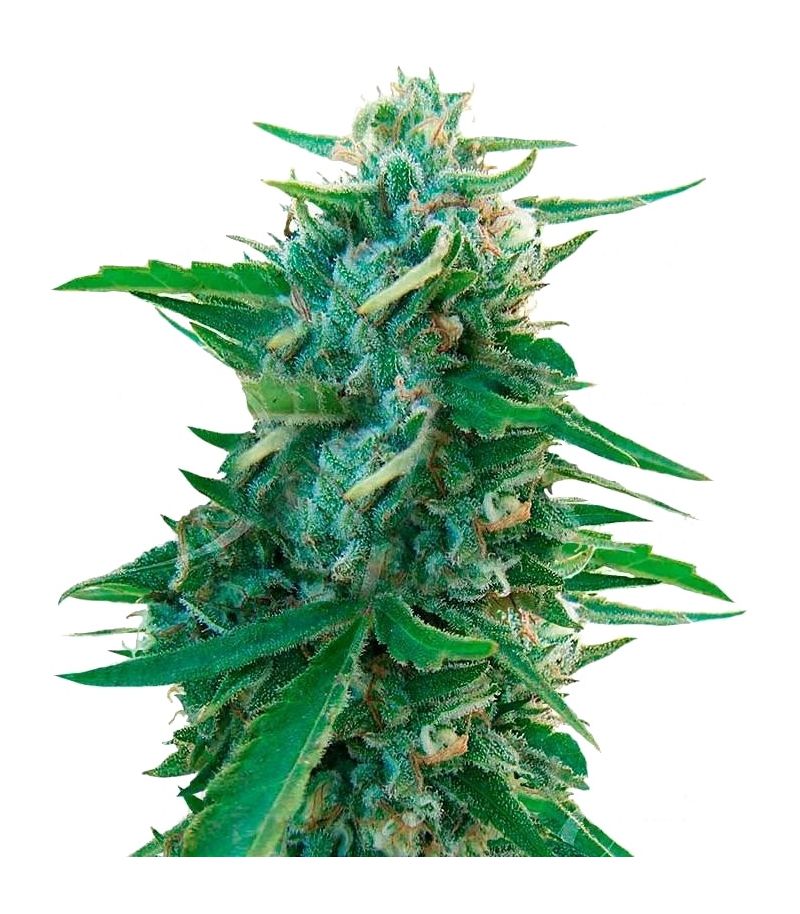 Sugar Black Rose Early Version, Фасовка: 3+2