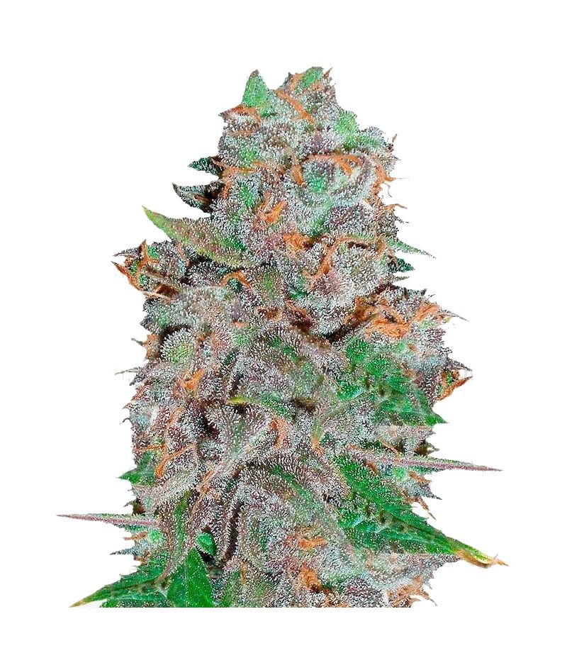 La Diva Аuto, Фасовка: 3