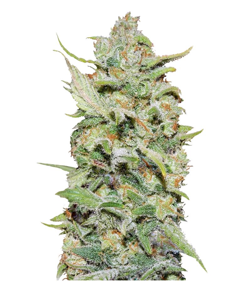 Peyote Critical, Фасовка: 3