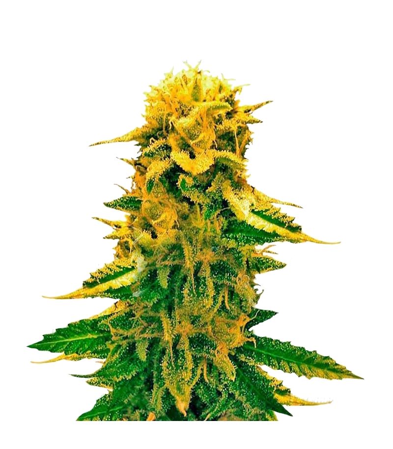 Sugar Black Rose Auto, Фасовка: 3