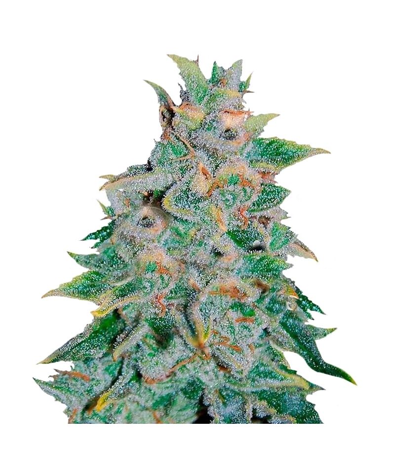 Northern Light Blue Auto, Фасовка: 3