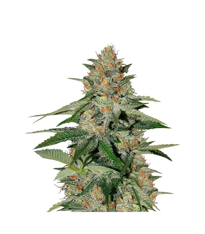 Delicious Candy Early Version, Фасовка: 1