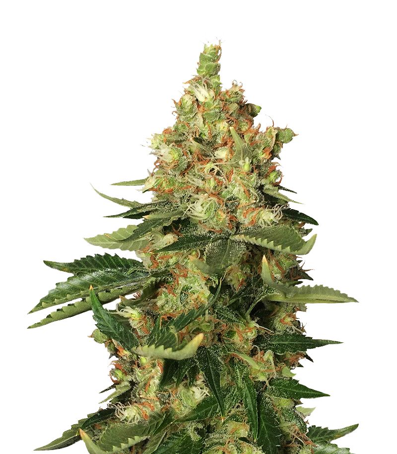 Orange Sherbert, Фасовка: 5