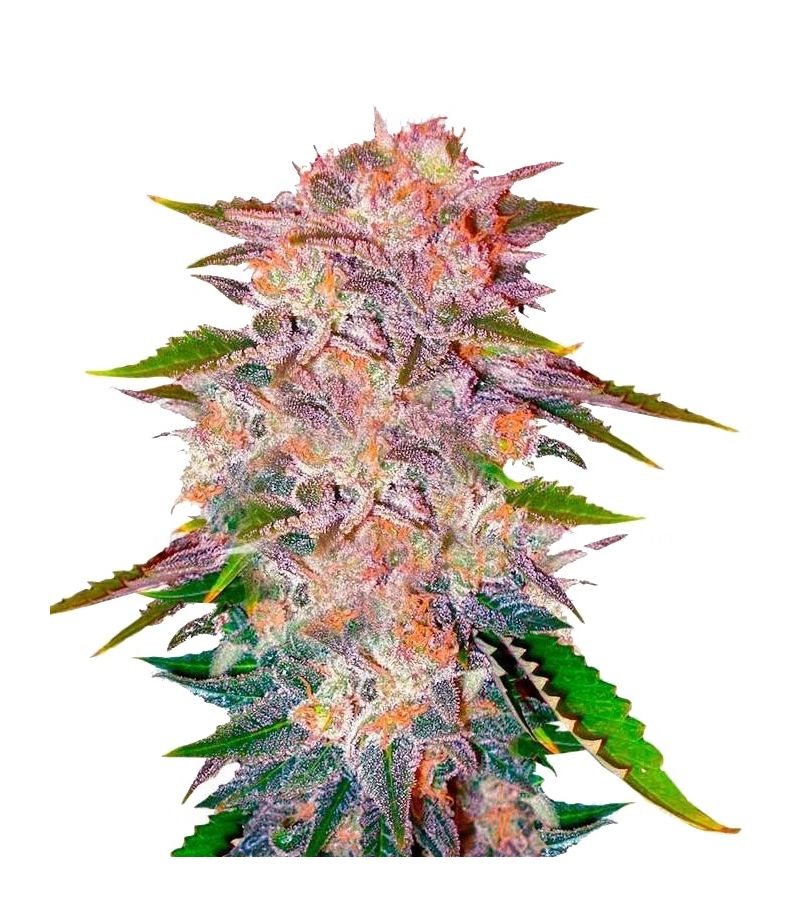 Caramelo, Фасовка: 5