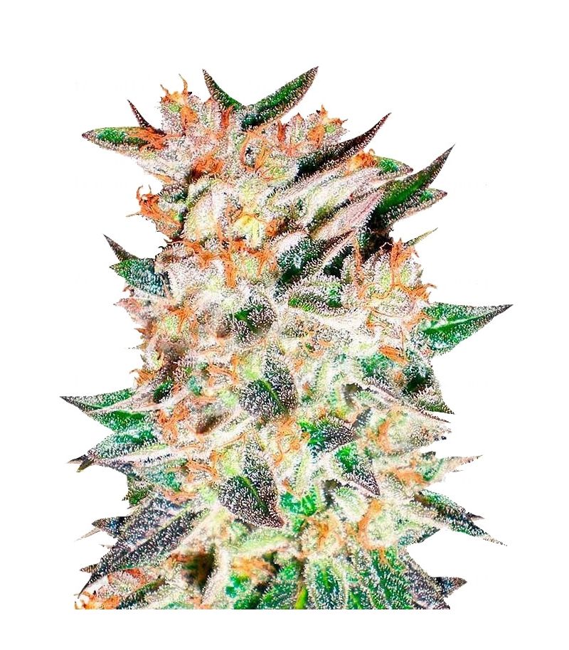 Delicious Candy Auto, Фасовка: 5