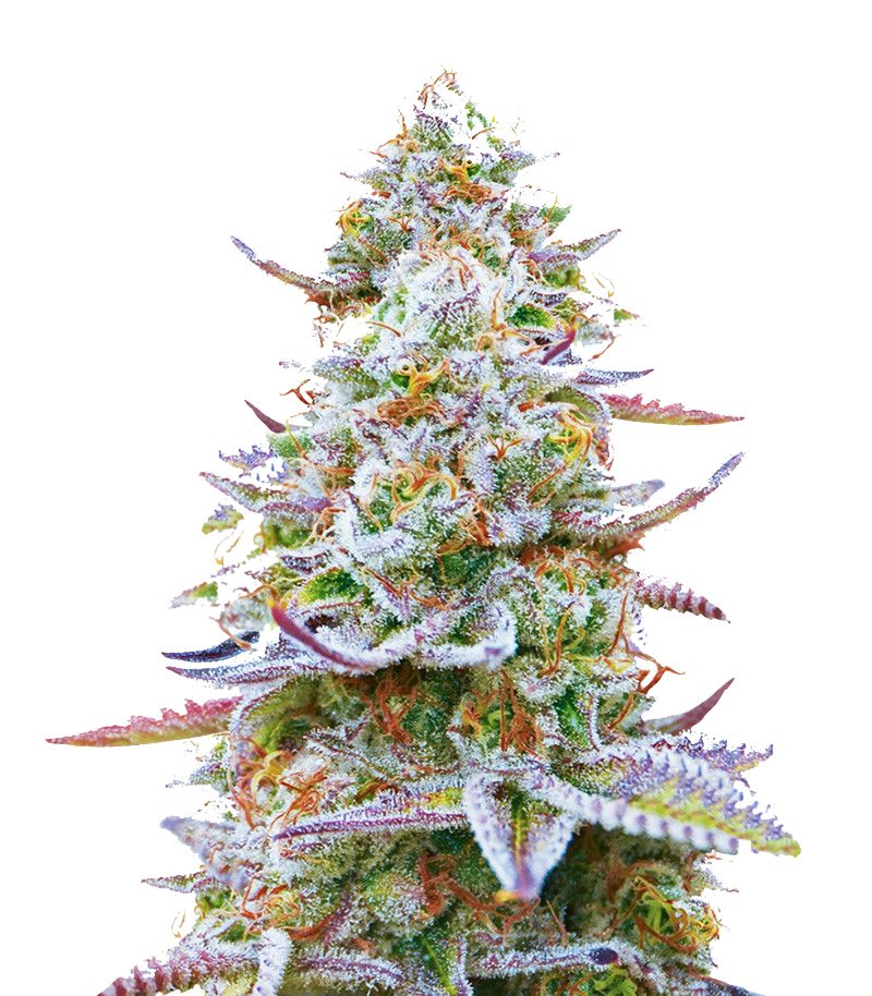 Gorilla Zkittlez, Фасовка: 3