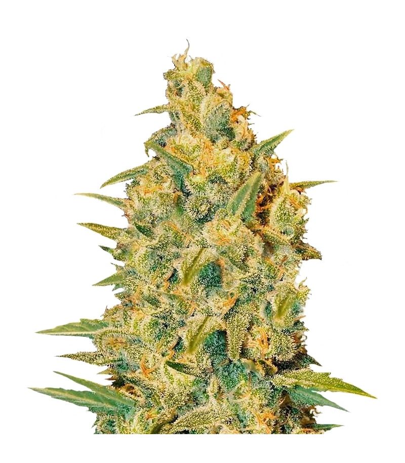 Critical Sensi Star, Фасовка: 3