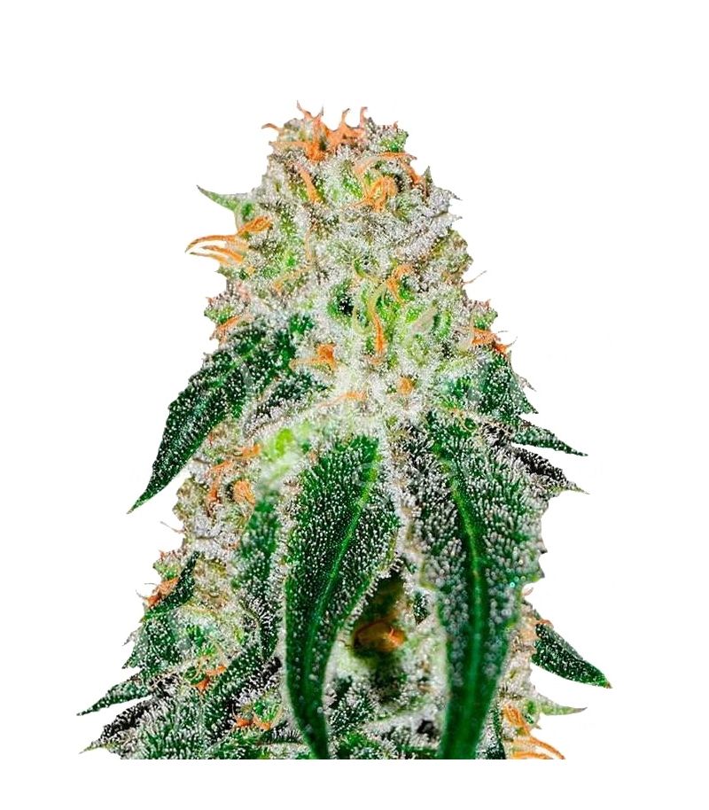 Black Russian, Фасовка: 3+2