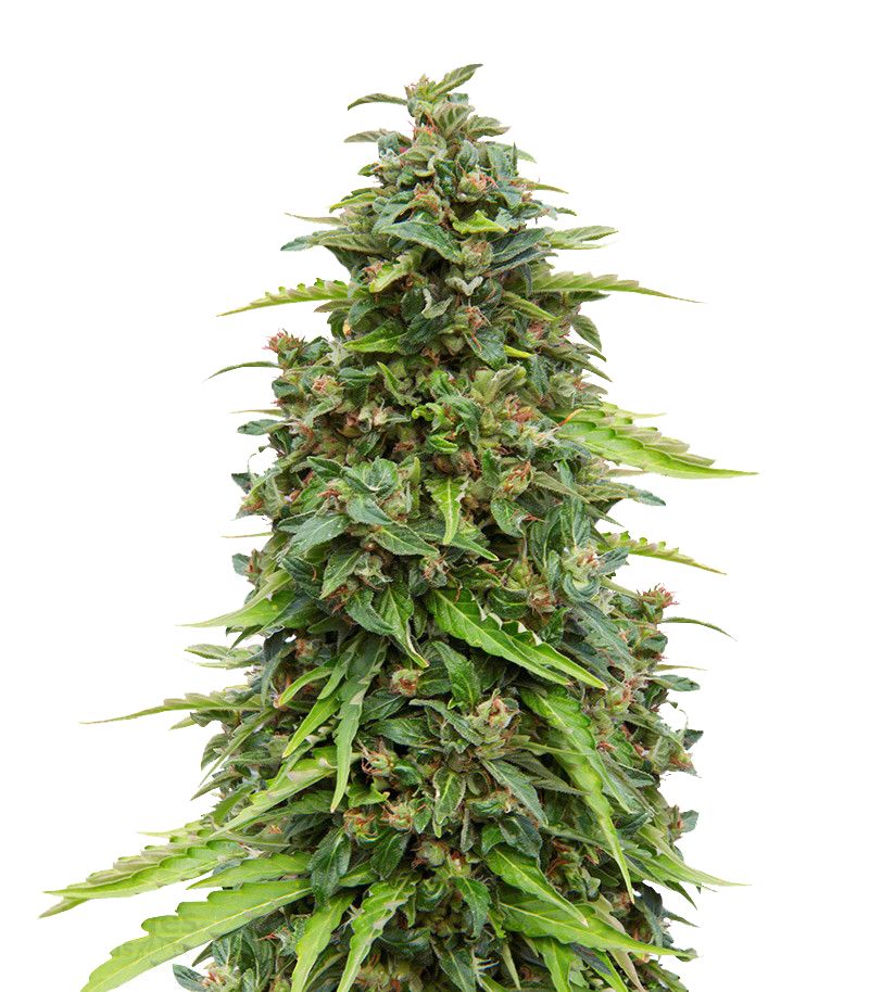 CBD Lemon Potion Auto, Фасовка: 3