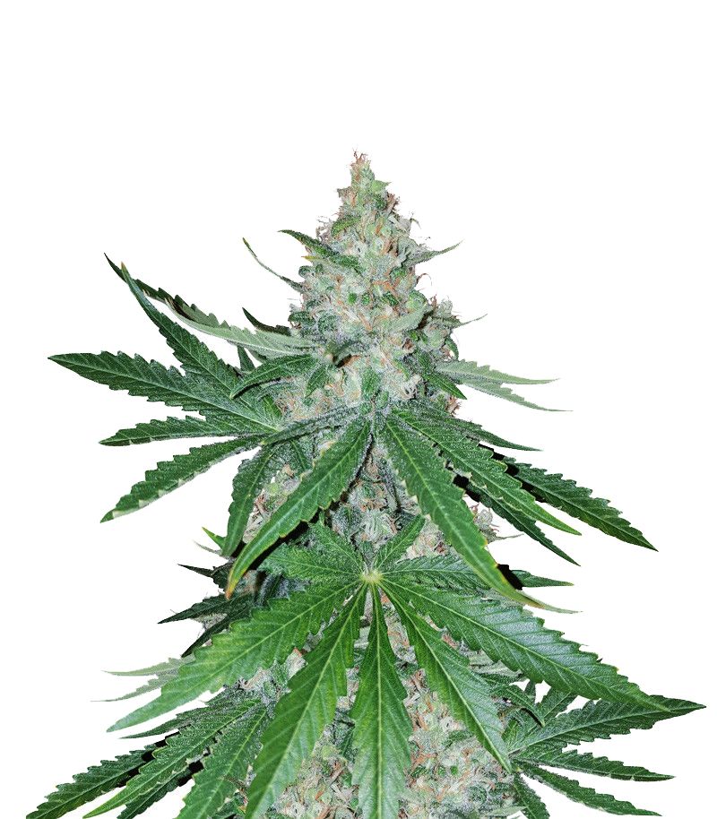 Critical Kush Reg, Фасовка: 1