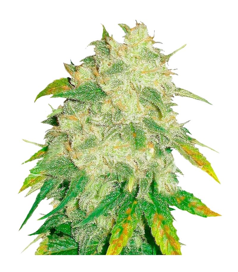 Il Diavolo Auto, Фасовка: 3