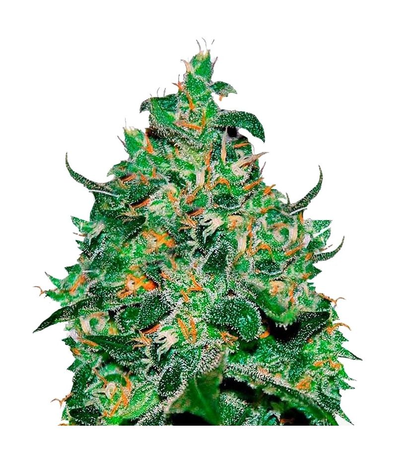 Critical Jack Herer Auto, Фасовка: 3