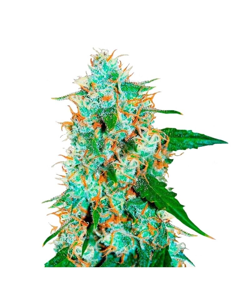 Critical Neville Haze 2.0, Фасовка: 3