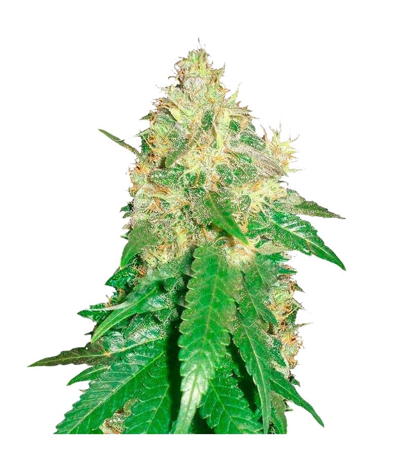 Nortern Light Blue, Фасовка: 5