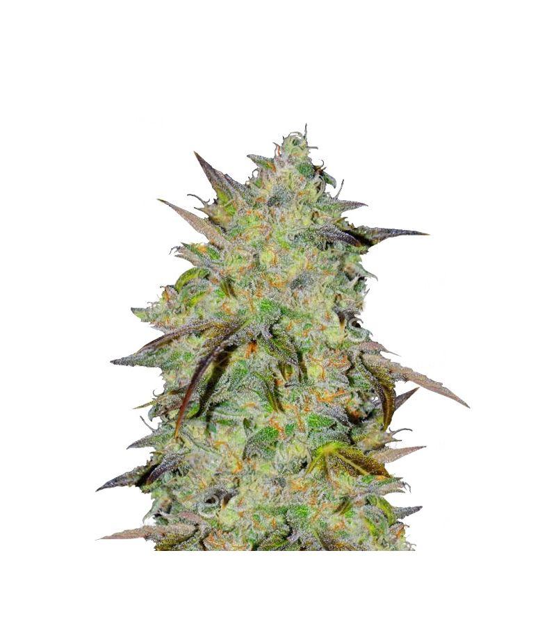 Marmalate Early Version, Фасовка: 3