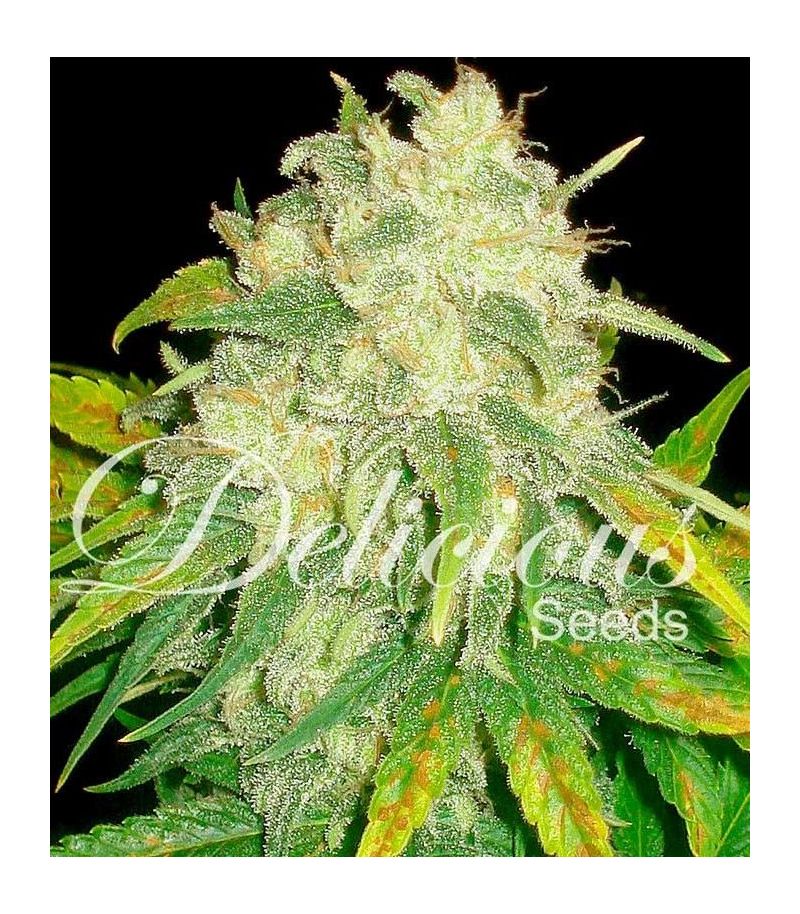 Il Diavolo Auto, Фасовка: 3, изображение 2