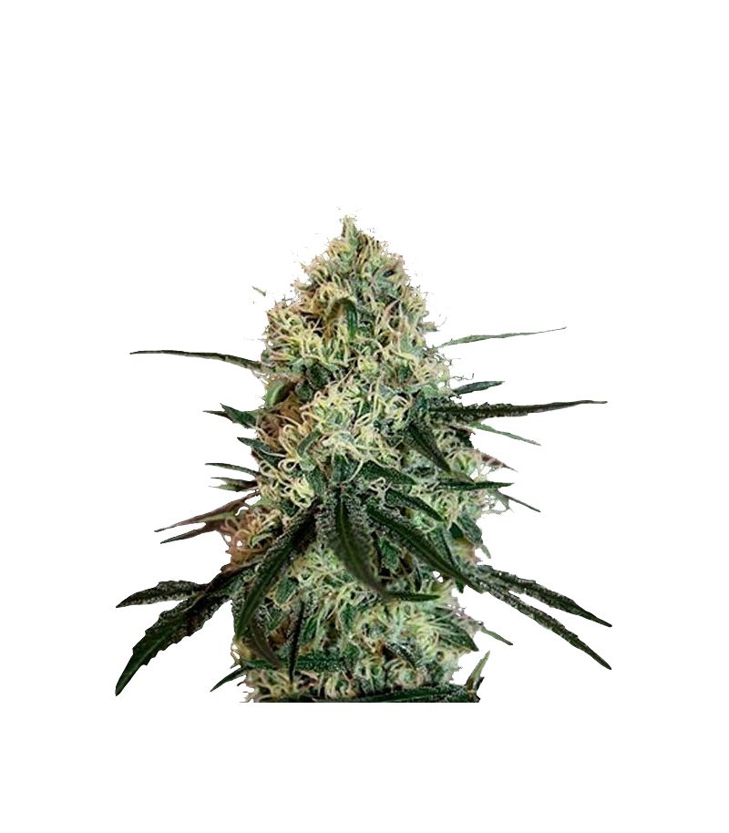 Chronic Thunder, Фасовка: 3