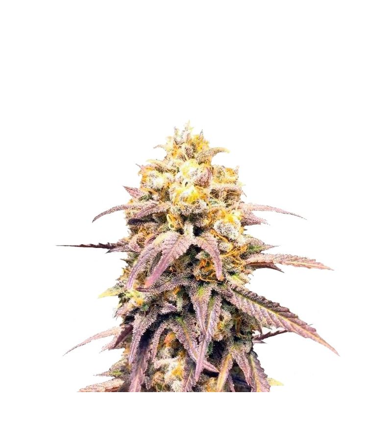 Critical Super Silver Haze, Фасовка: 5+3