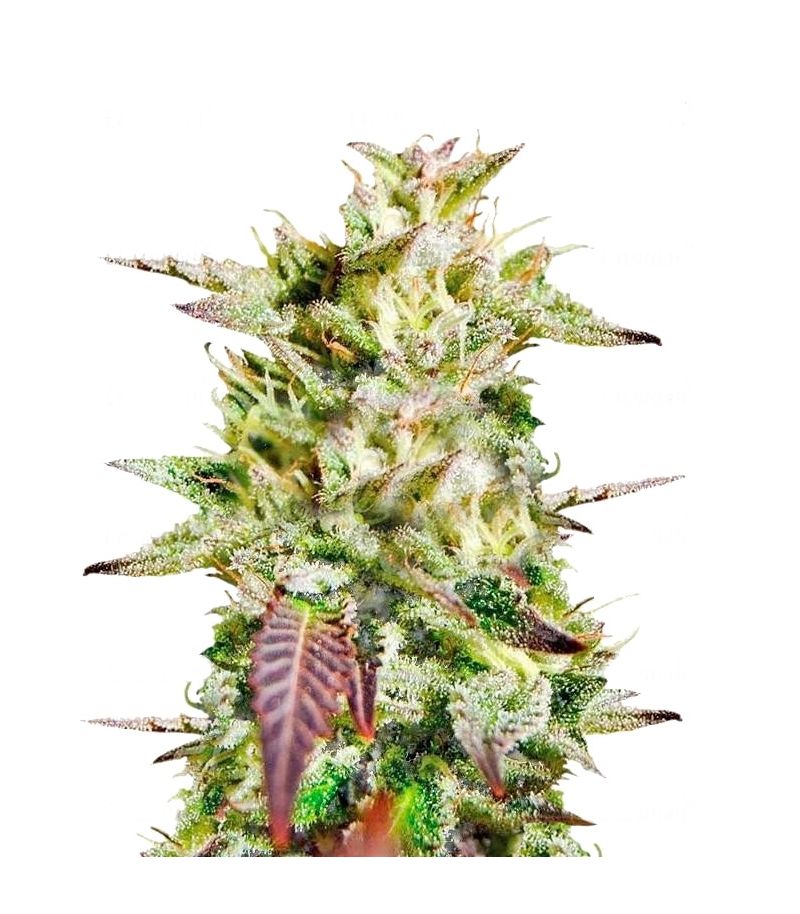 Caramelo Early Version, Фасовка: 1