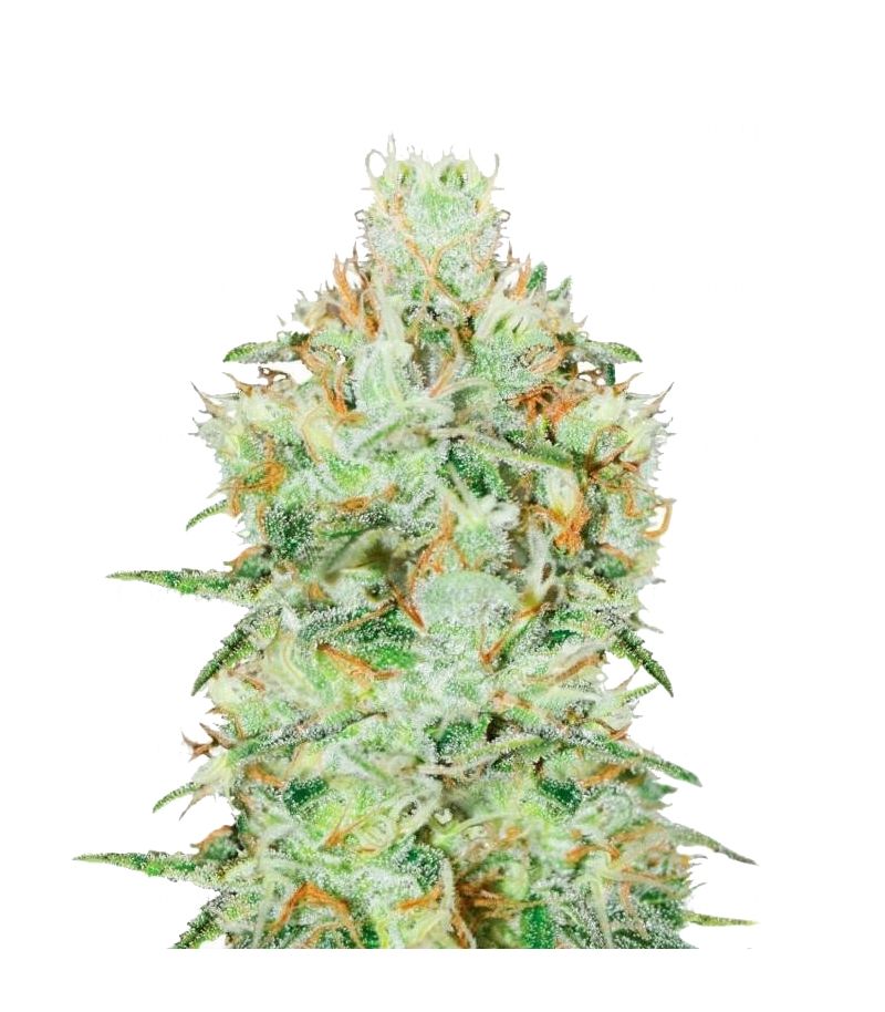 Jagg Kush, Фасовка: 1