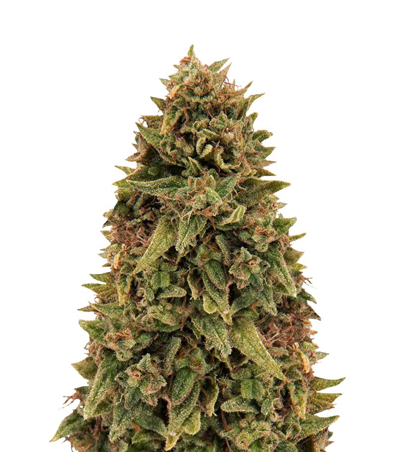 Blueberry OG, Фасовка: 3