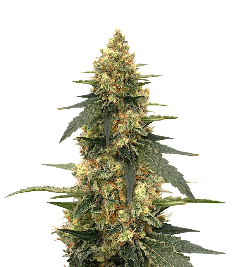 Strawberry Lemonade, Фасовка: 3