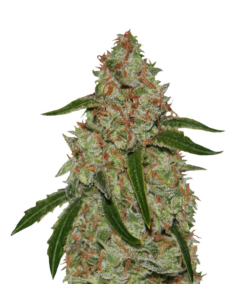 Phantom OG, Фасовка: 3