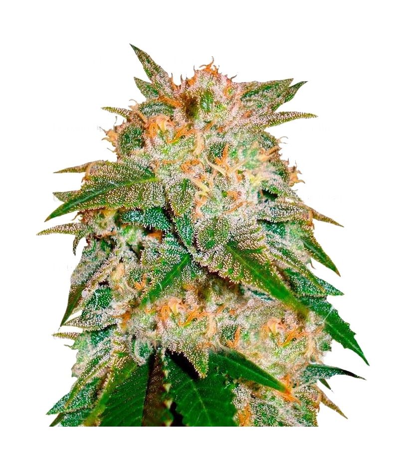 La Bella Afrodita Auto, Фасовка: 3