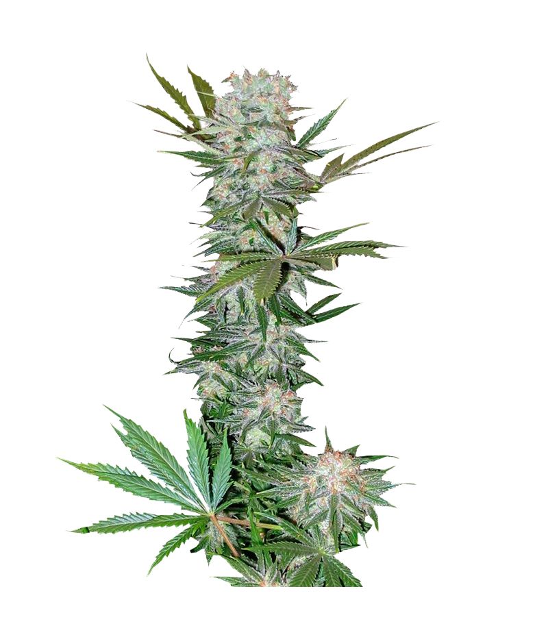 G13 Haze Reg, Фасовка: 3