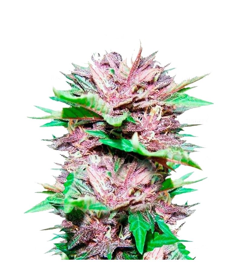 Dark Purple Auto, Фасовка: 3